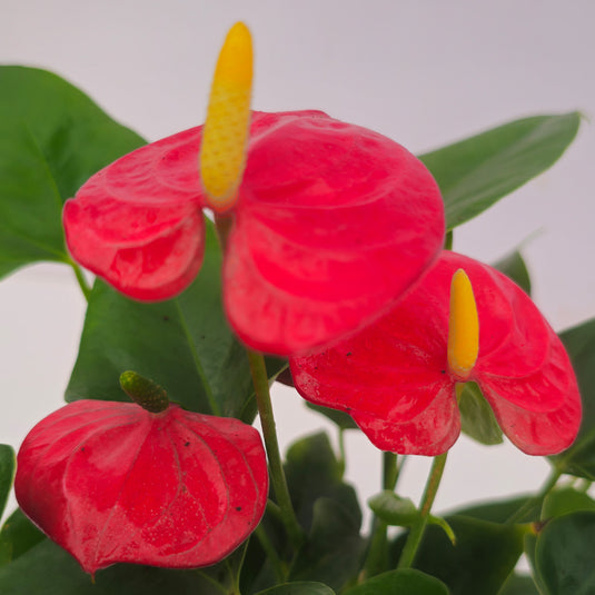 Anthurium Bambino Red Plant