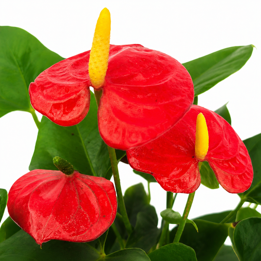 Anthurium Bambino Red Plant