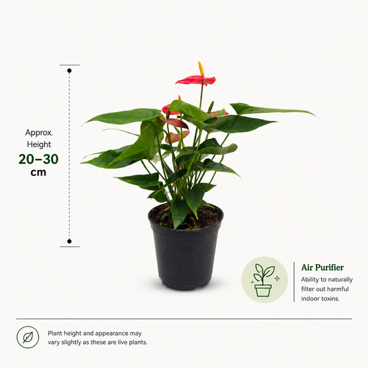 Anthurium Bambino Red Plant