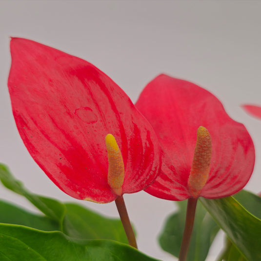 Anthurium Bandora Roja Plant