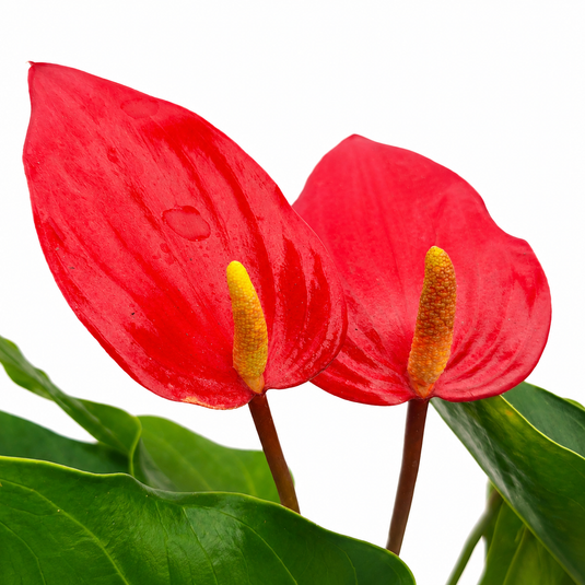 Anthurium Bandora Roja Plant