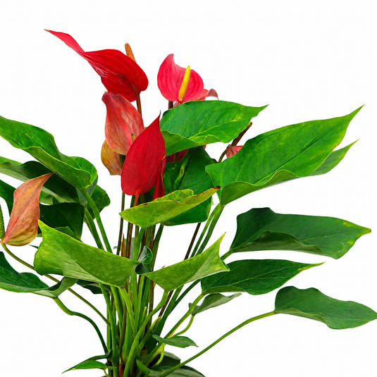 Anthurium Bandora Roja Plant
