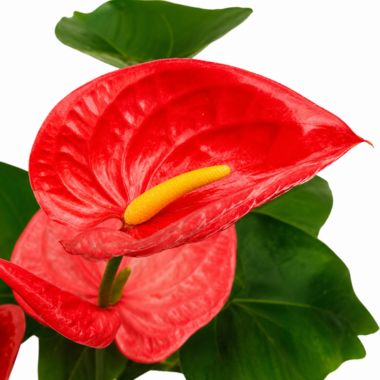 Anthurium California Plant
