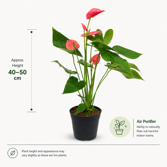 Anthurium California Plant