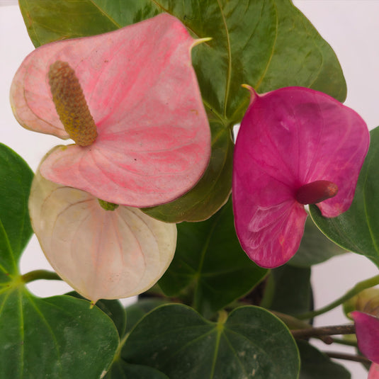 Anthurium Cavali Plant