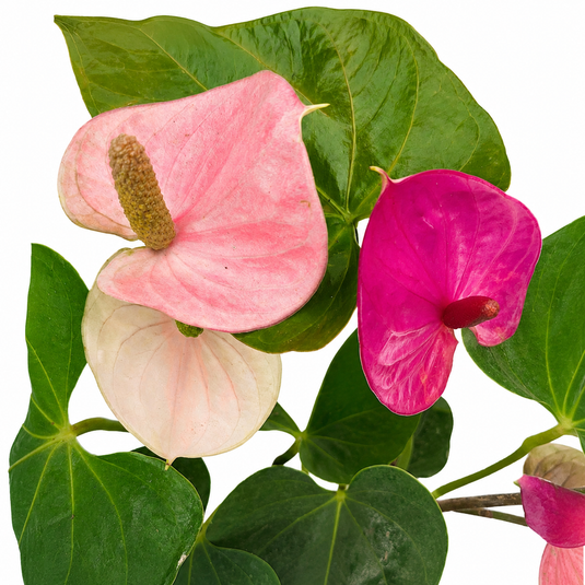 Anthurium Cavali Plant