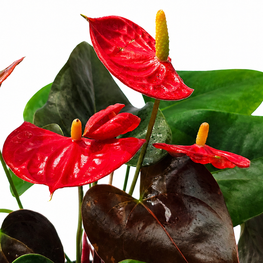 Anthurium Coral Champino Plant