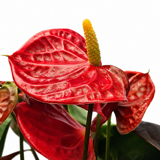 Anthurium Coral Champino Plant