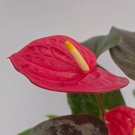 Anthurium Delicata Plant