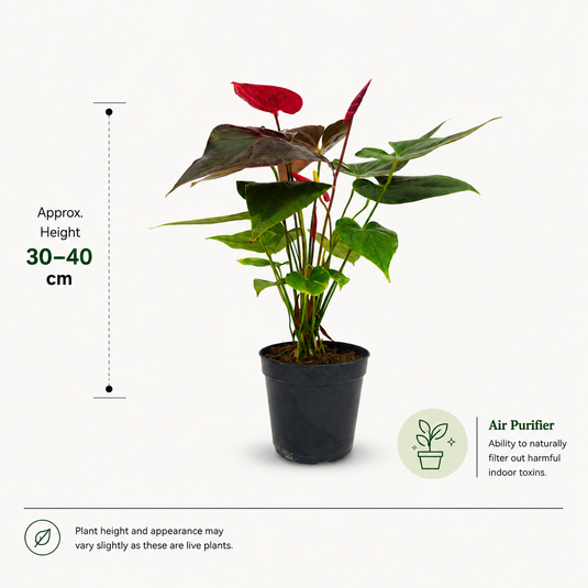 Anthurium Delicata Plant