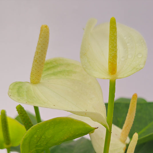 Anthurium Eclipse Plant