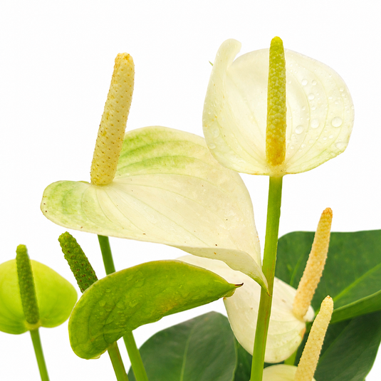 Anthurium Eclipse Plant