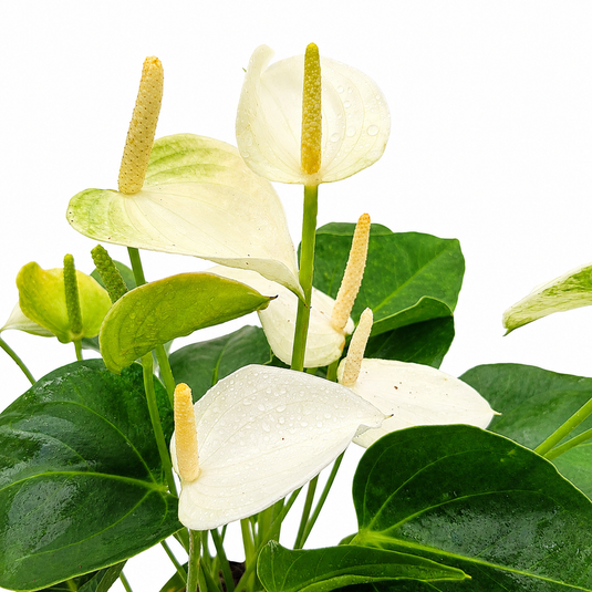 Anthurium Eclipse Plant