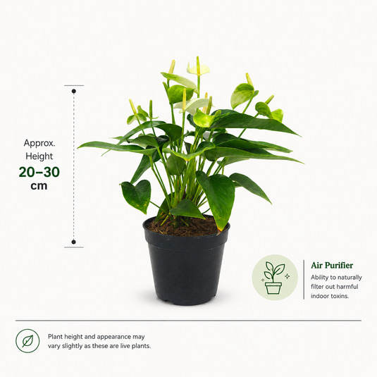 Anthurium Eclipse Plant