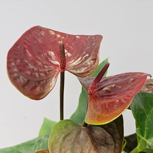 Anthurium Essenia Plant