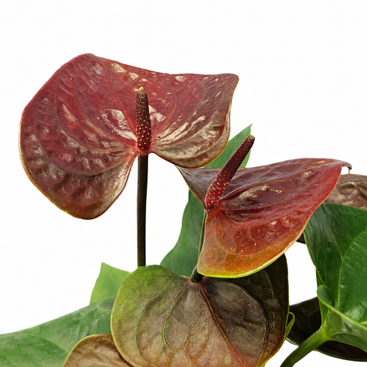Anthurium Essenia Plant