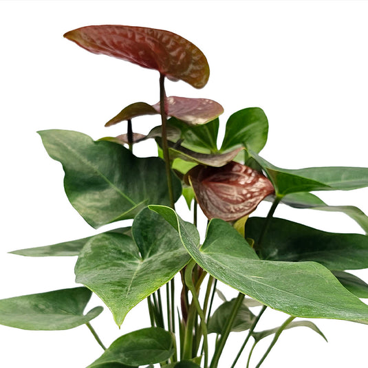 Anthurium Essenia Plant