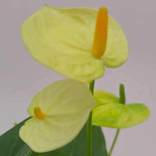 Anthurium Everest Plant