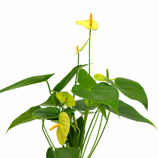 Anthurium Everest Plant