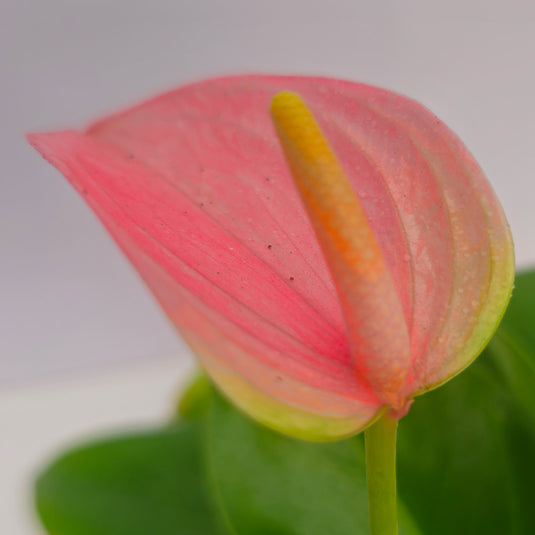 Anthurium Joli Blush Plant