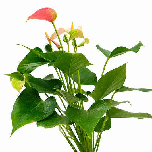 Anthurium Joli Blush Plant