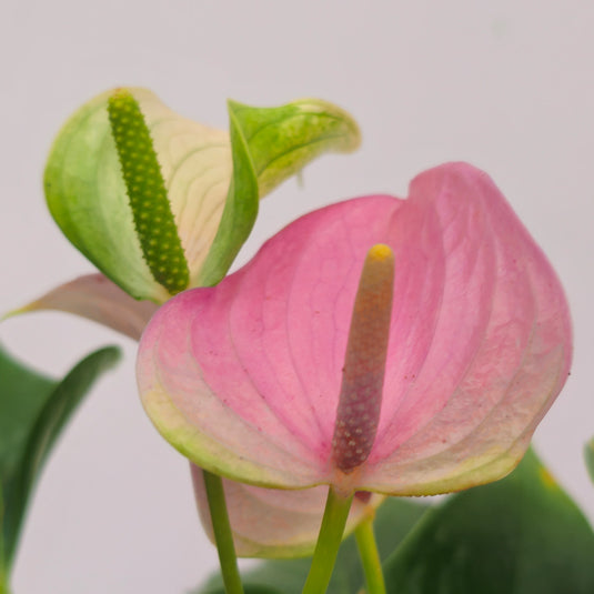 Anthurium Joli Lilla Plant