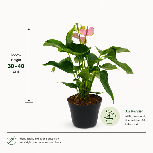 Anthurium Joli Lilla Plant