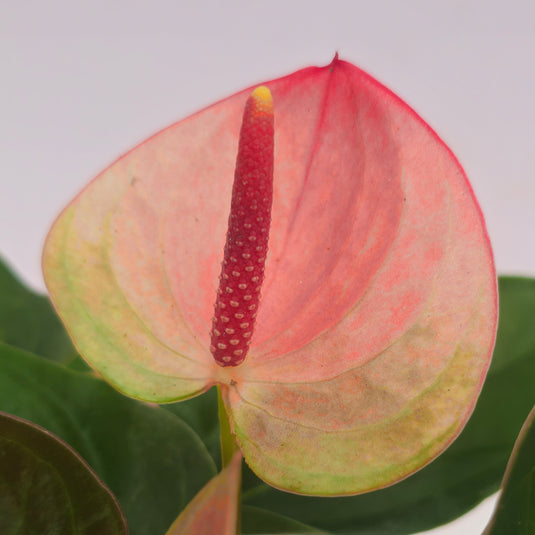 Anthurium Lipa Ultima Plant