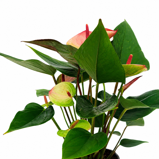 Anthurium Lipa Ultima Plant
