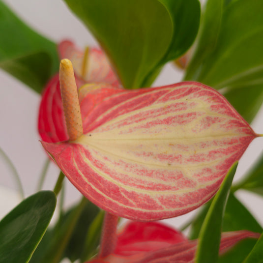 Anthurium Livium Red Plant