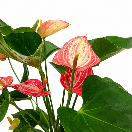 Anthurium Livium Red Plant