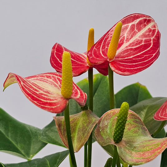 Anthurium Livivam Red Micra Plant