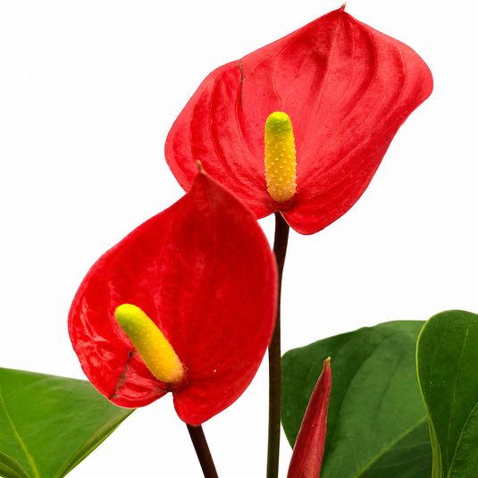 Anthurium Melodia Plant