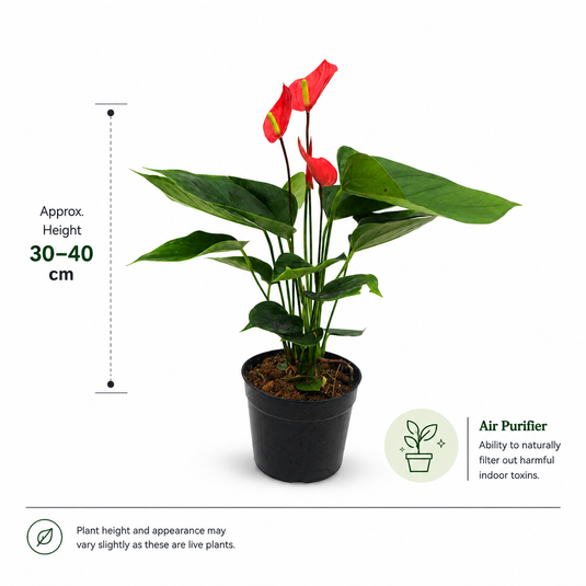 Anthurium Melodia Plant