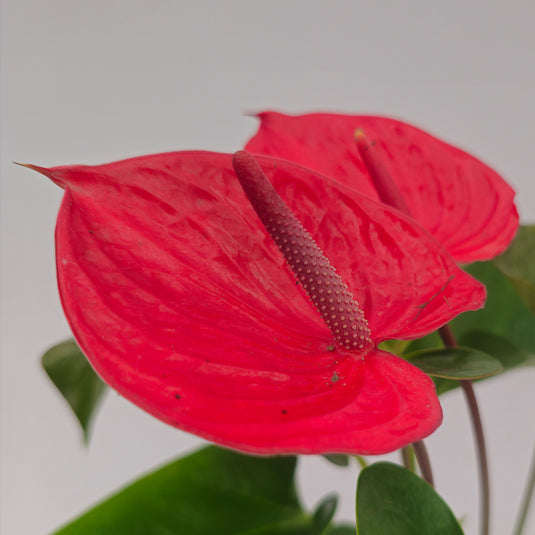Anthurium Pacenta Red Plant
