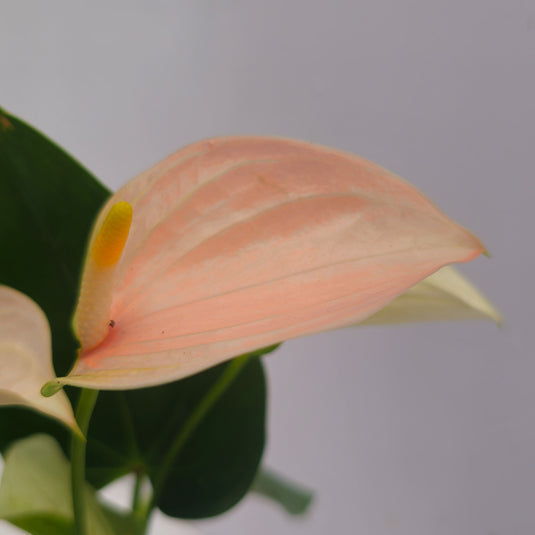 Anthurium Pulse Plant