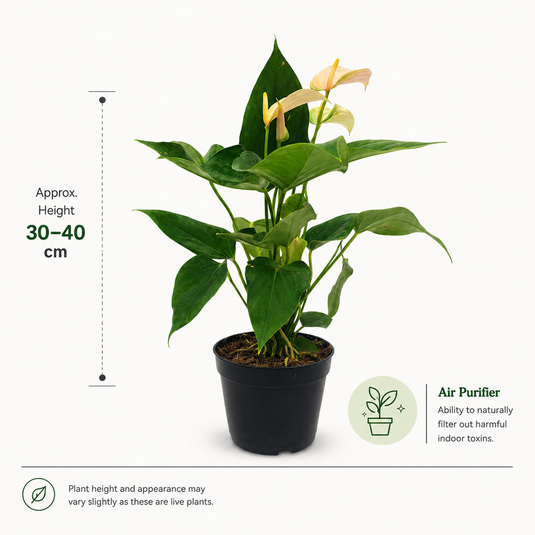 Anthurium Pulse Plant