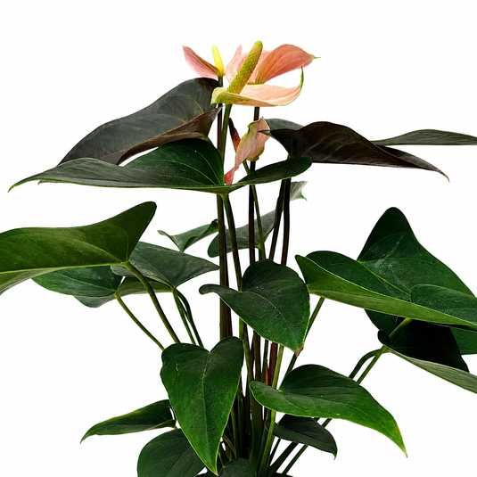 Anthurium Rainbow Champion Plant