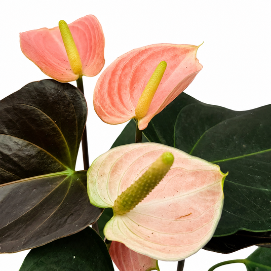 Anthurium Rainbow Champion Plant
