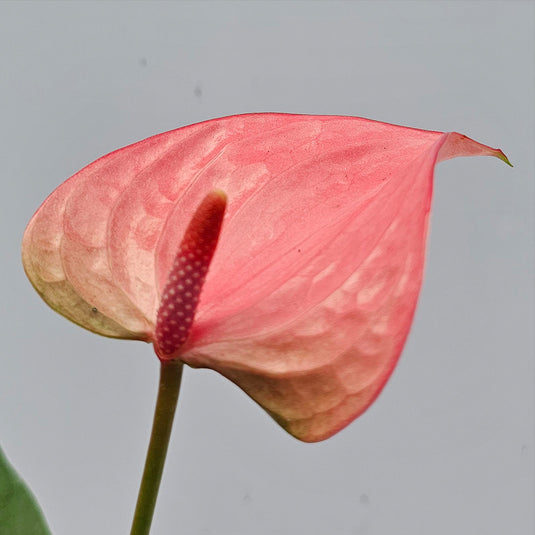 Anthurium Royal Pink Champion Plant