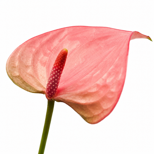 Anthurium Royal Pink Champion Plant