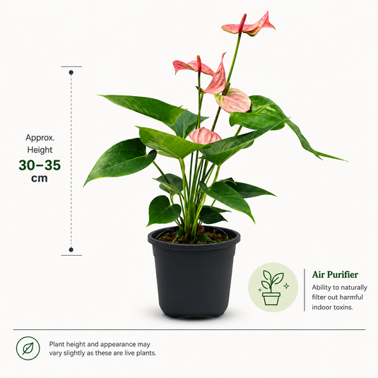 Anthurium Royal Pink Champion Plant