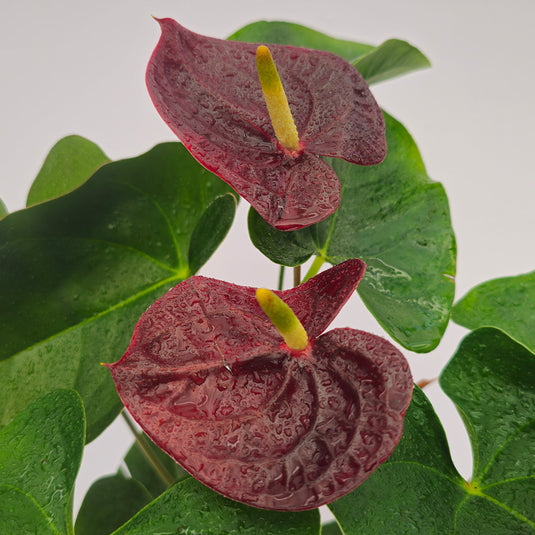 Anthurium Sempre Plant