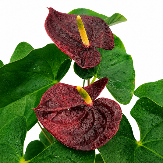 Anthurium Sempre Plant