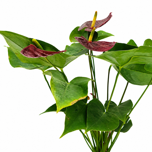 Anthurium Sempre Plant