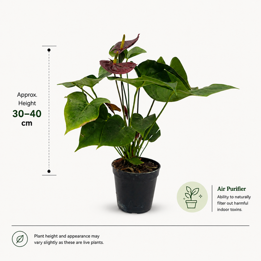 Anthurium Sempre Plant