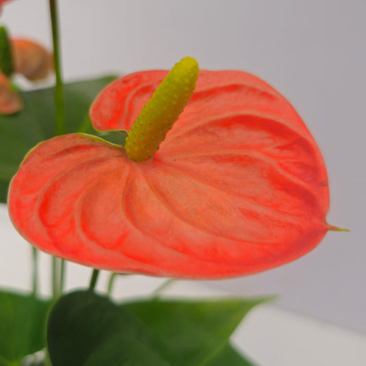 Anthurium Sierra Orange Plant