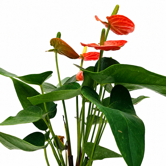 Anthurium Sierra Orange Plant