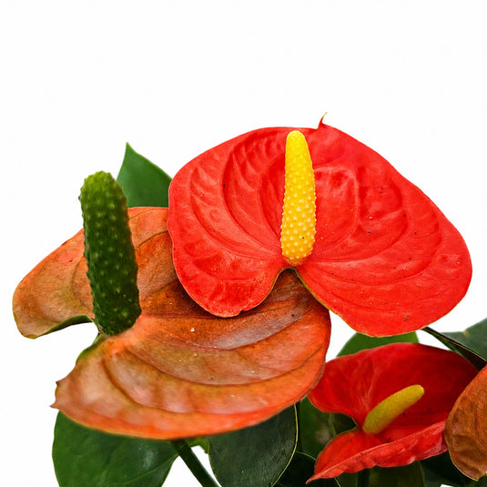 Anthurium Sierra Orange Plant