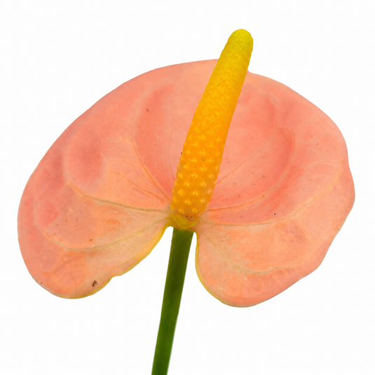Anthurium Spirit Plant
